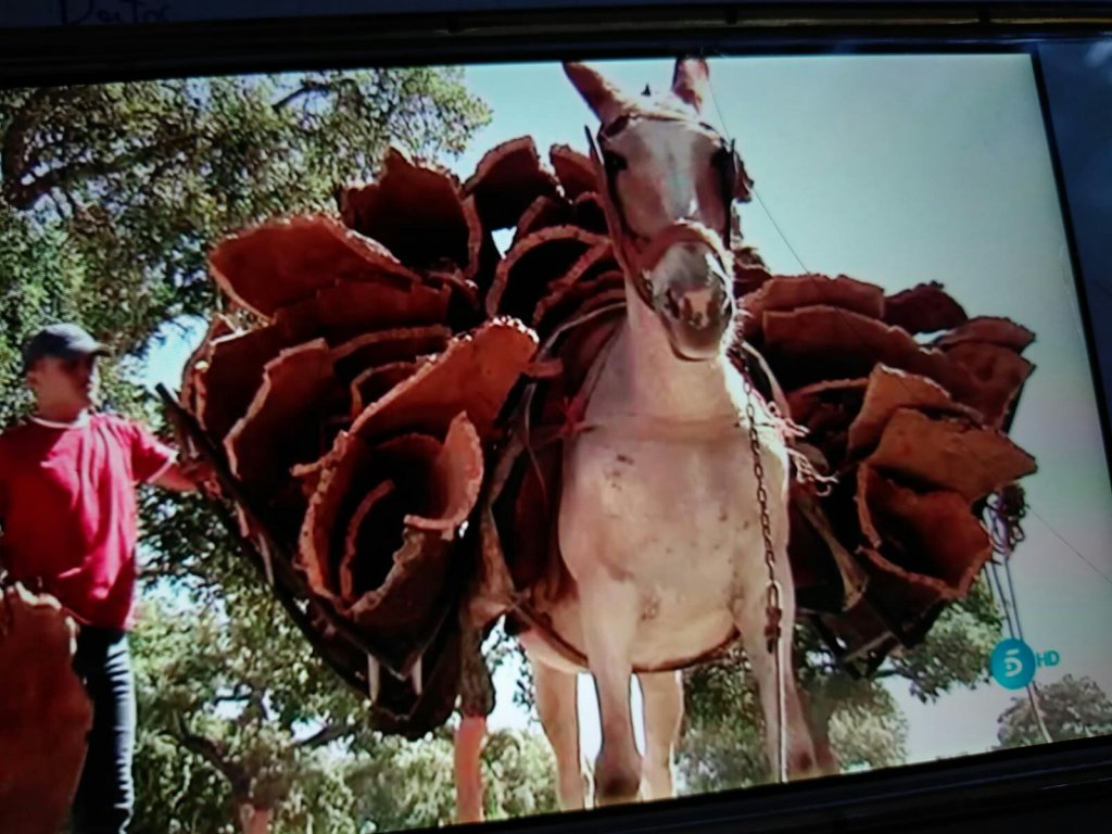 telecinco #robcork #corcho24 #corcho