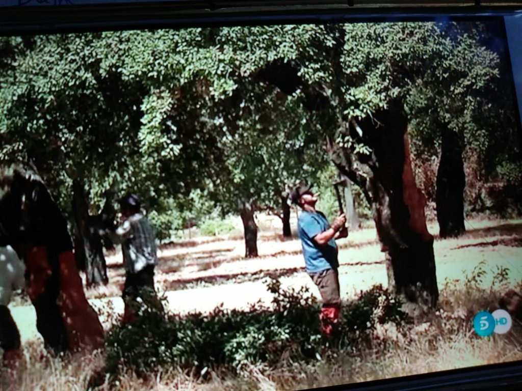 telecinco #robcork #corcho24 #corcho