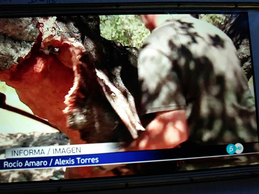 corcho robcork telecinco